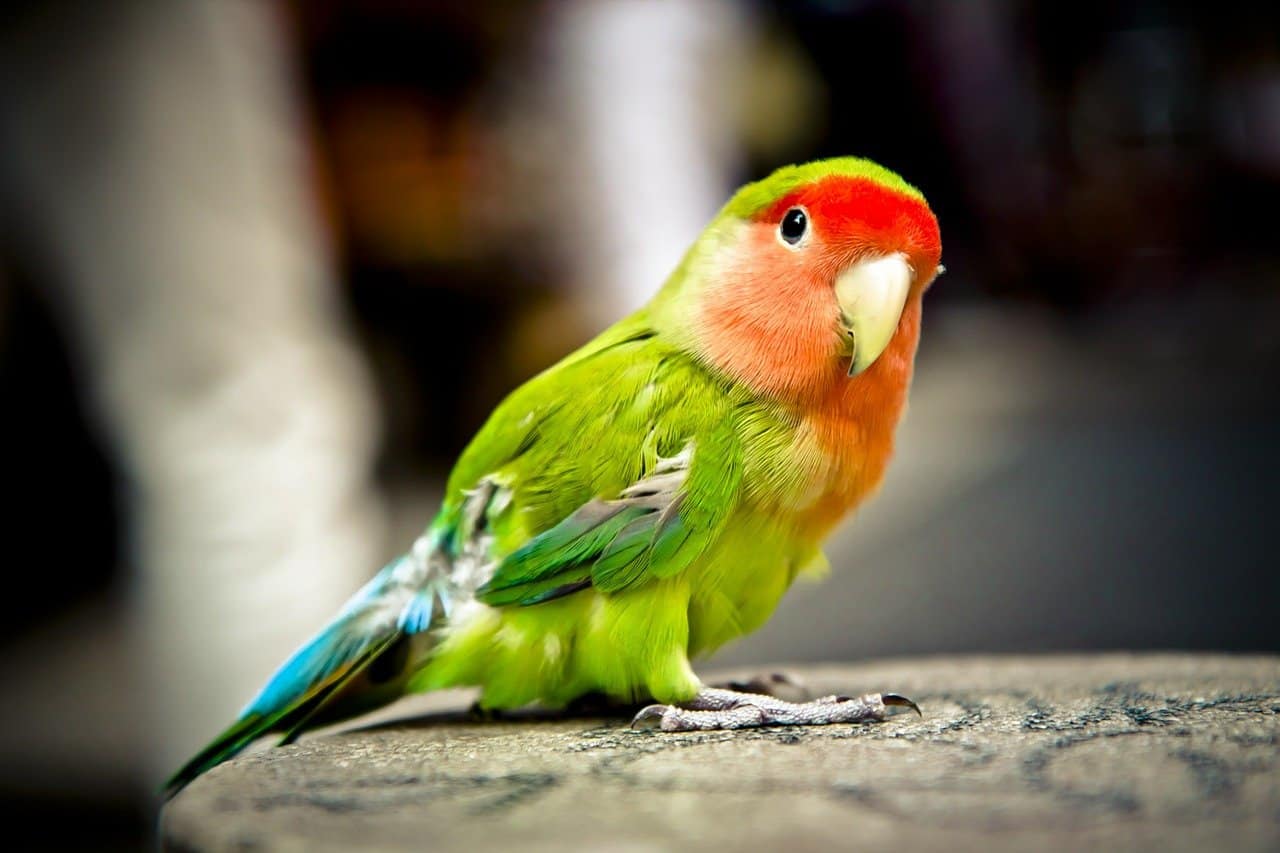 Ptak w domu – o czym należy pamiętać?