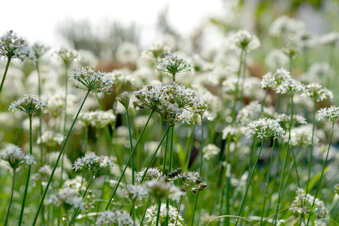 Nasiona szczypiorku czosnkowego – uniwersalnej rośliny do przydomowego ogrodu