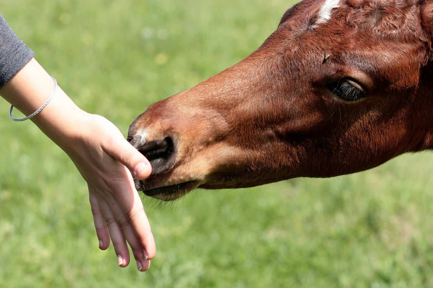 Musli dla koni — idealne odżywienie dla twojego wierzchowca